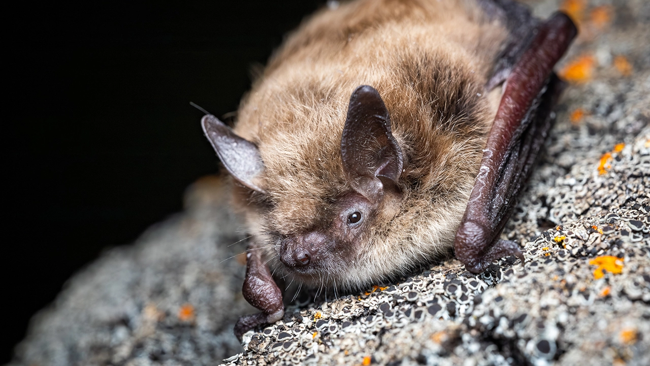 Alberta probiotic trial video thumbnail