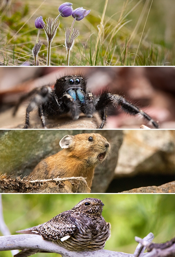 Biodiversity field assessment in progress
