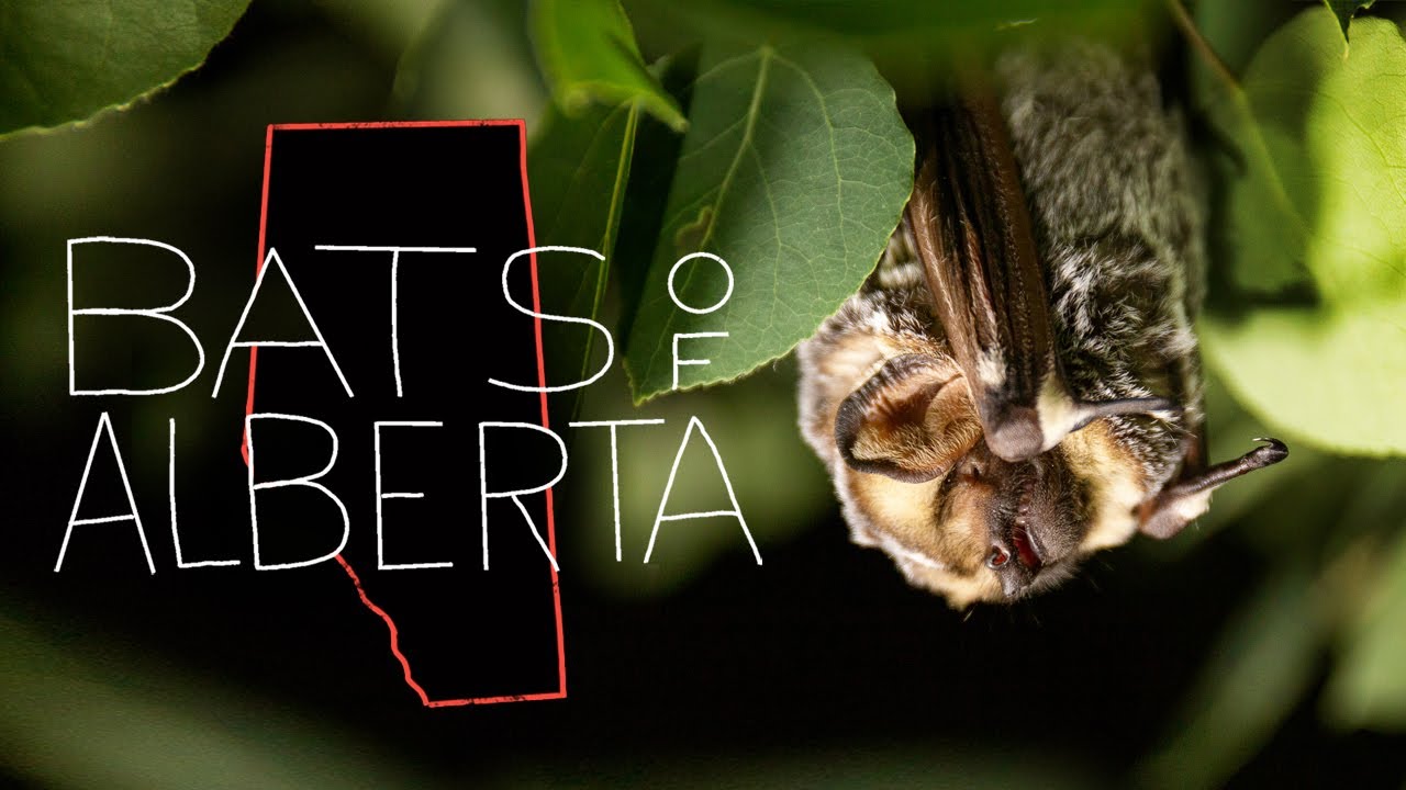 The Bats of Alberta documentary thumbnail