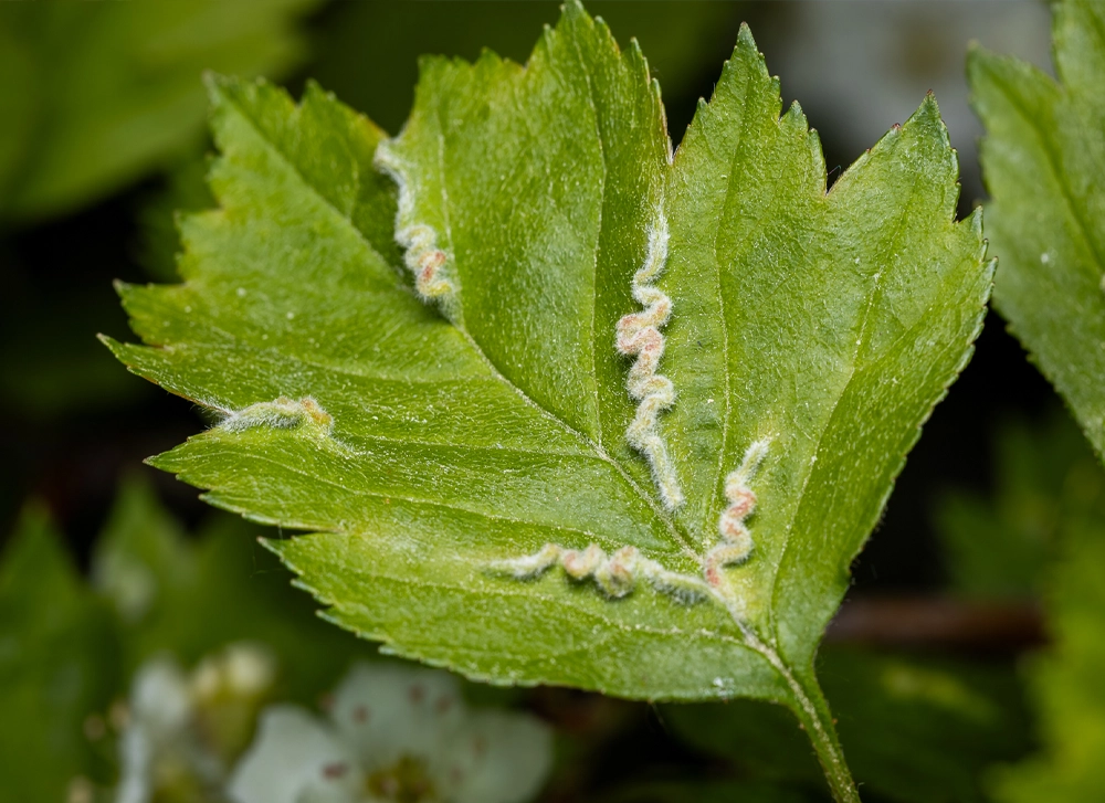 Blaesodiplosis midge on vegetation