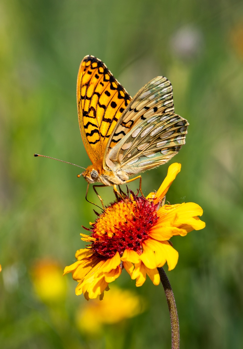Callippe fritillary butterfly