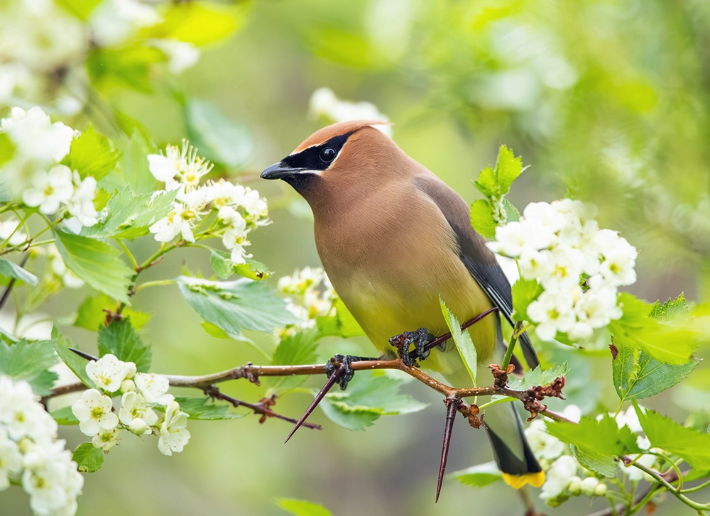 Cedar waxwing perched on a branch