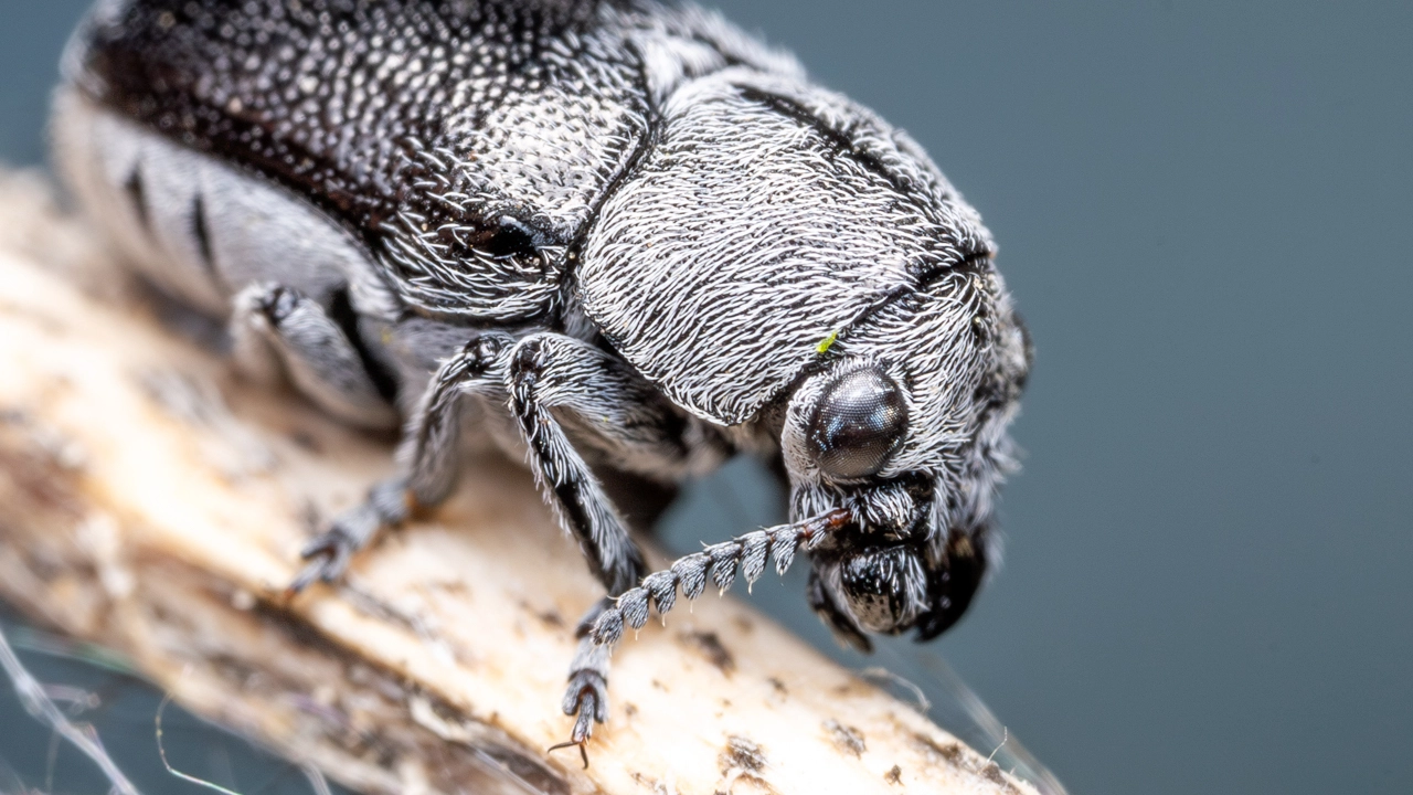 Coleothorpa dominicana moth on vegetation