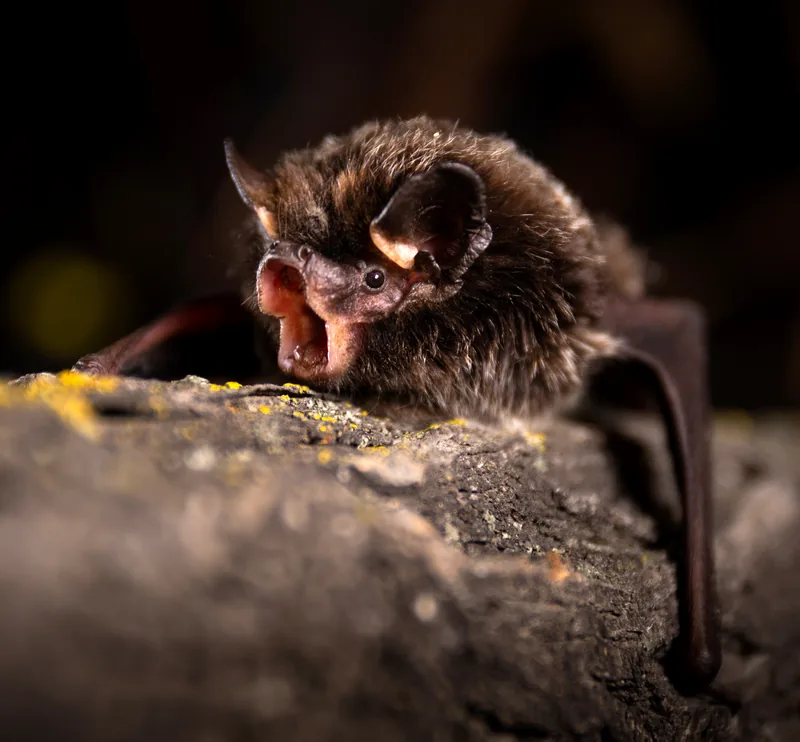 Silver-haired bat with its mouth open, perched on a lichen-covered log