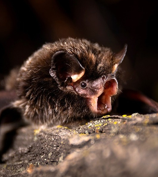 Silver-haired bat facing right