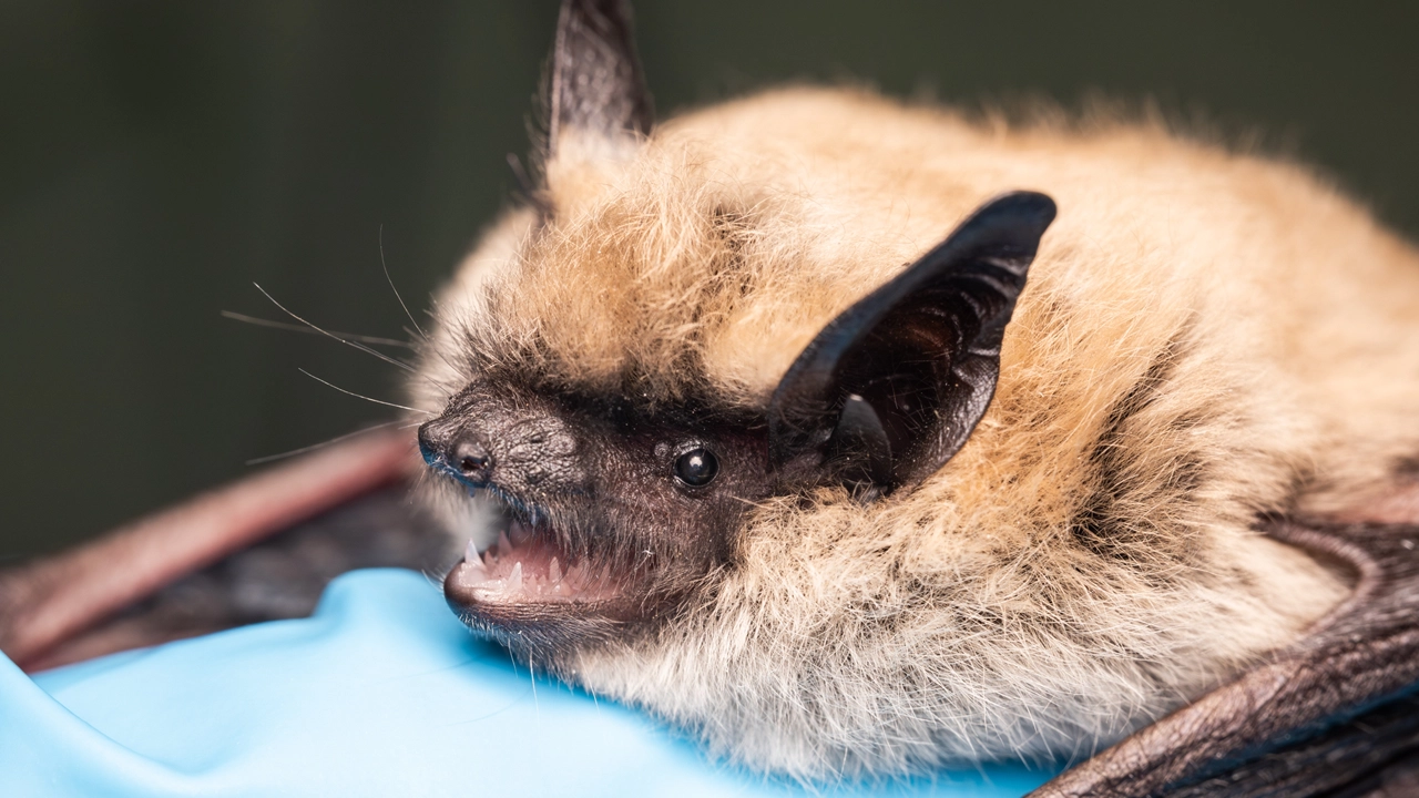Myotis lucifugus captured during field documentation