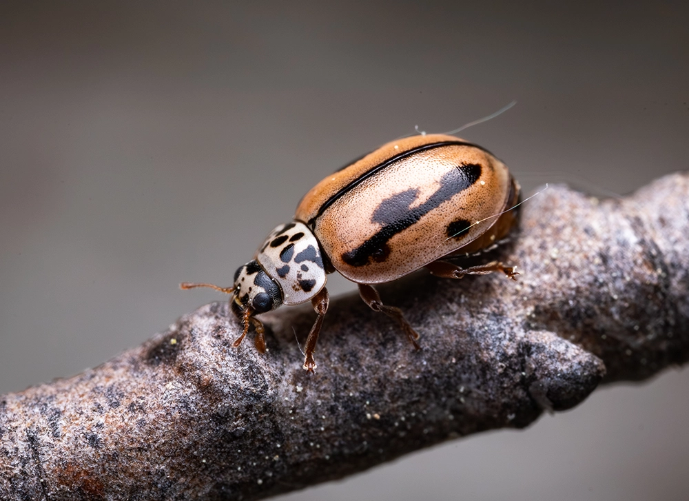 Mulsantina hudsonica lady beetle on vegetation
