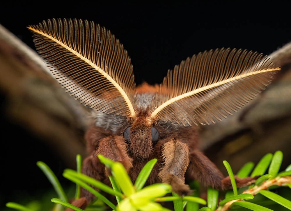 Polymoth moth closeup