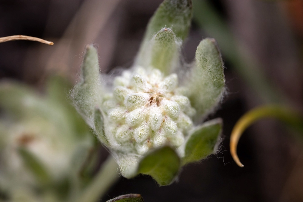 Psilocarphus brevissimus plant