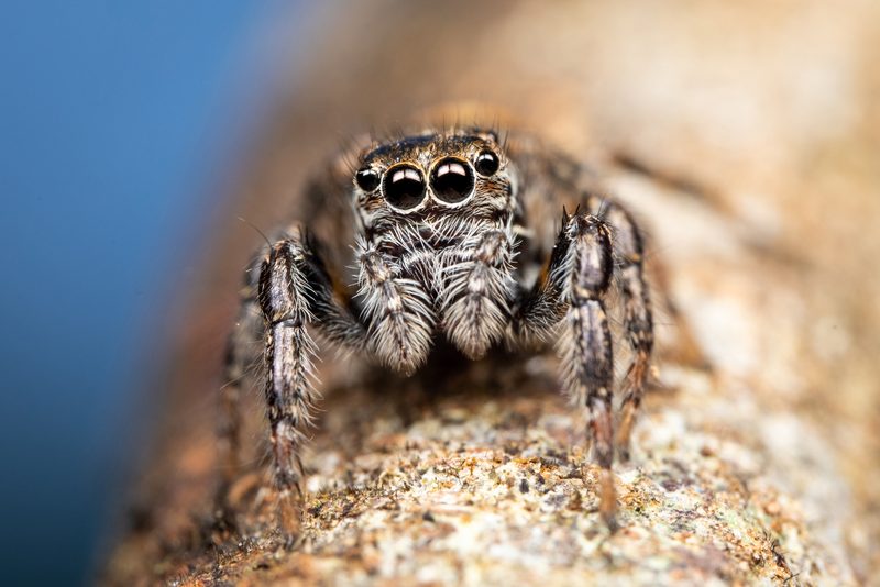 Jumping spider (Salticidae) photographed in the field