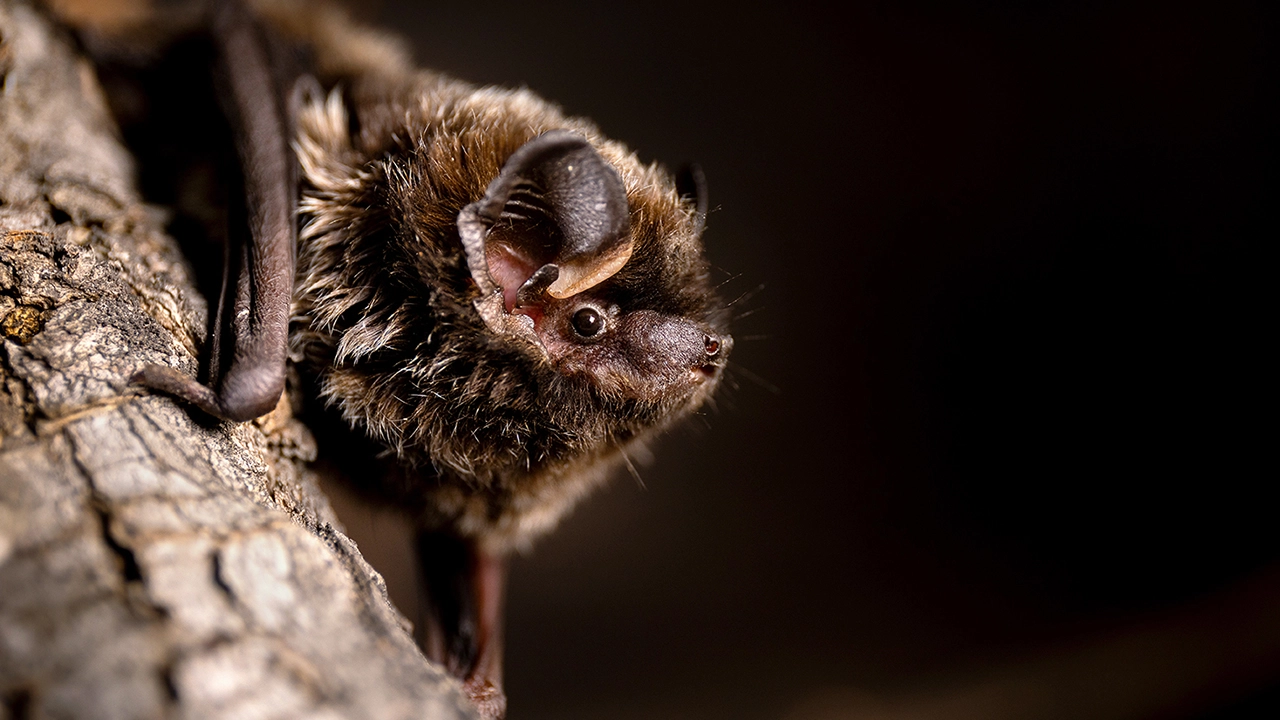 Wind energy impacts on bats thumbnail