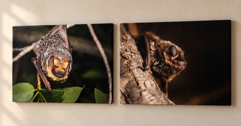 Illustrative mockup of hoary and silver-haired bat photographs displayed as two canvas prints on a wall