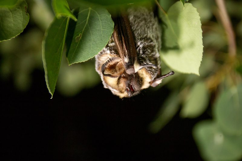 Hoary bat (Lasiurus cinereus)