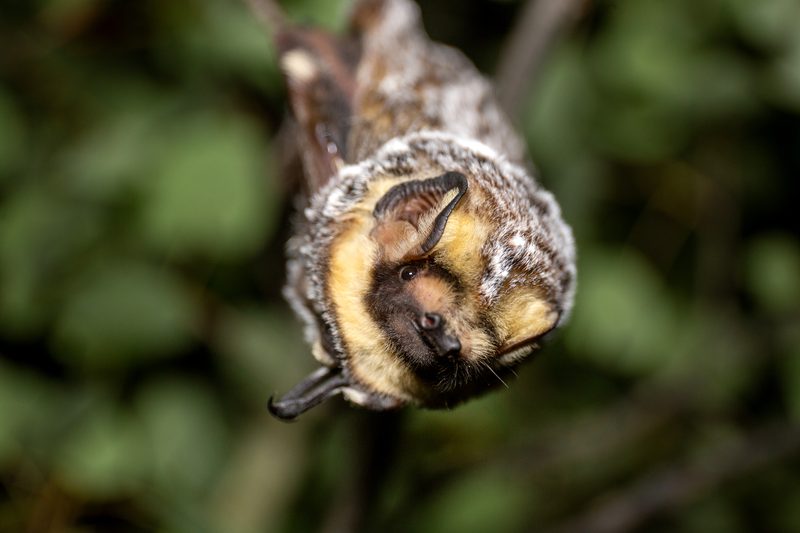 Hoary bat (Lasiurus cinereus)