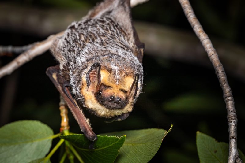 Hoary bat (Lasiurus cinereus) roosting upside down among leaves at night, eyes closed