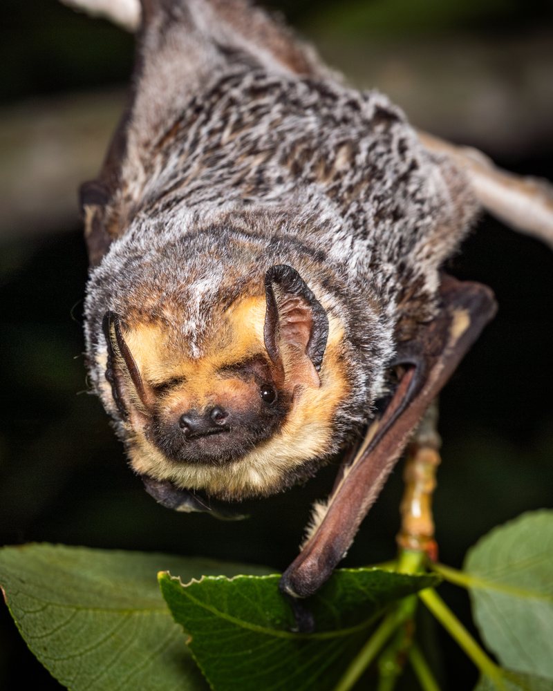 Hoary bat (Lasiurus cinereus) roosting upside down among leaves at night