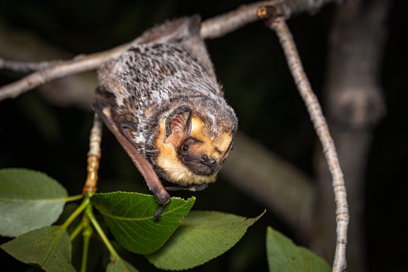 Hoary bat (Lasiurus cinereus)