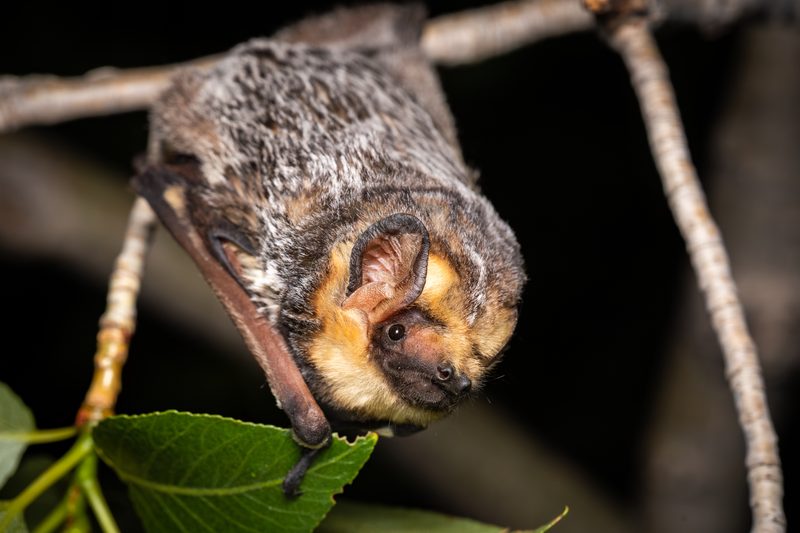 Hoary bat (Lasiurus cinereus)