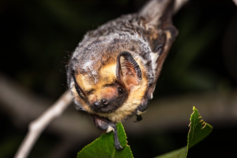 Hoary bat (Lasiurus cinereus)