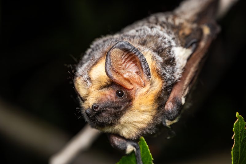 Hoary bat (Lasiurus cinereus)