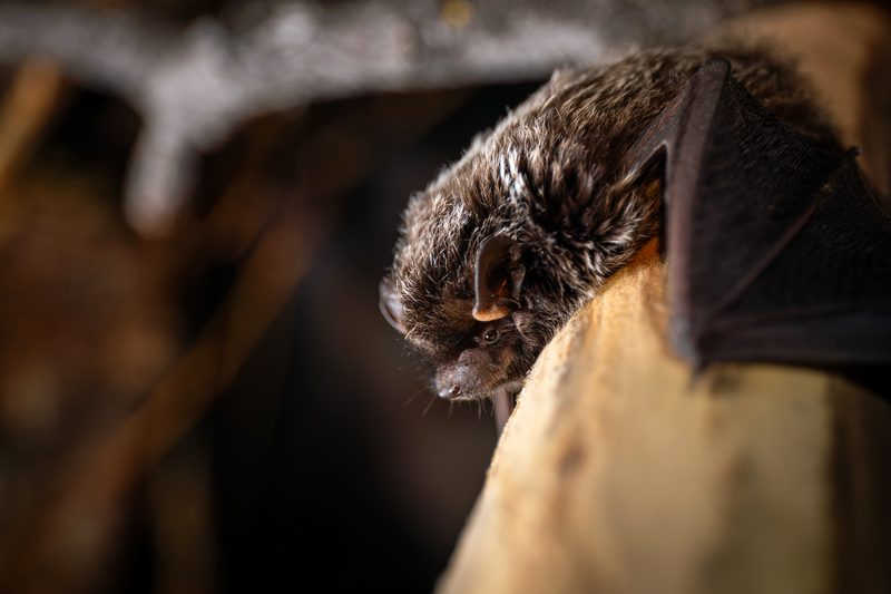 Silver-haired bat (Lasionycteris noctivagans)