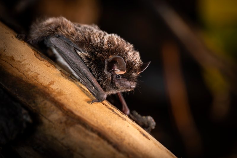 Silver-haired bat (Lasionycteris noctivagans)