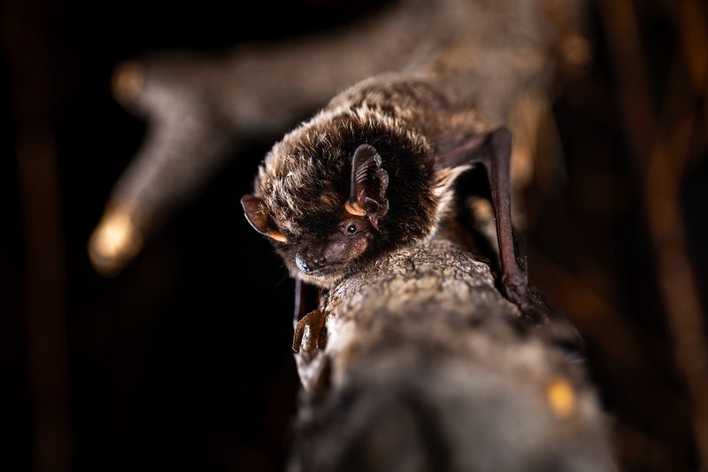 Silver-haired bat (Lasionycteris noctivagans)