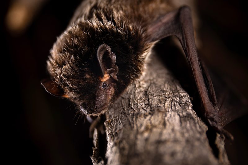 Silver-haired bat (Lasionycteris noctivagans)