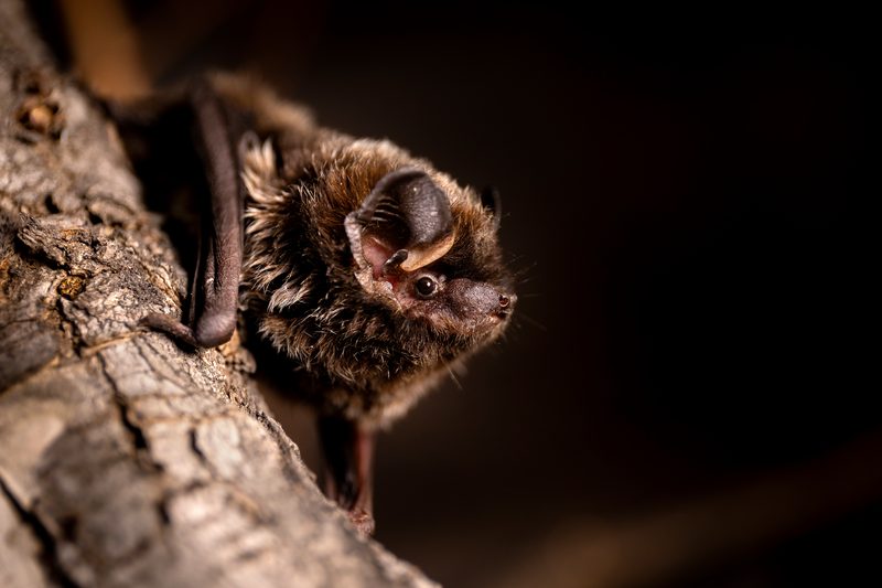 Silver-haired bat (Lasionycteris noctivagans)