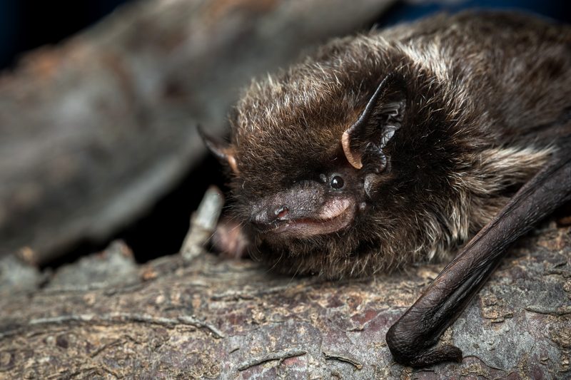 Silver-haired bat (Lasionycteris noctivagans)