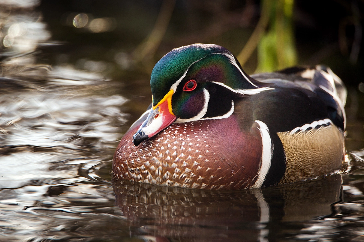Wood duck on water